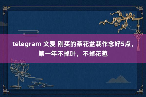 telegram 文爱 刚买的茶花盆栽作念好5点，第一年不掉叶，不掉花苞